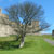 Thumbnail for "A tree.  At Dover Castle.  Woo."