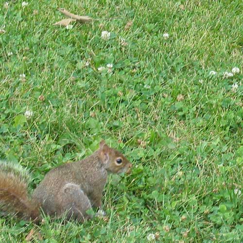 An image entitled "Gratuitous squirrel shot,"