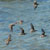 Thumbnail for "Sandpipers in flight"