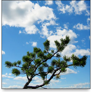 Picture of a pine tree against the backdrop of a cloudy sky